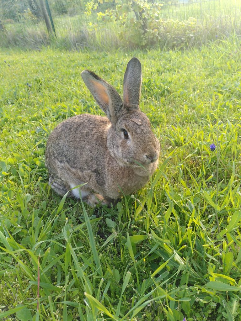 Frohe Ostern!